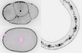 We did not find results for: Phd Position How Does Cell Identity Contribute To Division In Animal Cells The Node