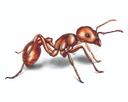 They exterminate bedbugs, roaches, mice, rats, fleas, and spiders. Harvester Ants Control Get Rid Of Harvester Ants
