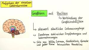 Gehirn Leistungsfahigkeit Erklart Inkl Ubungen
