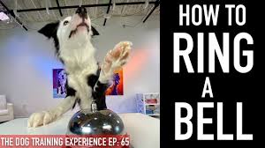 Puppies can usually hold themselves for one we also have him ring a bell when he has to go. Potty Training How To Train Your Dog To Ring A Bell To Be Let Outside Youtube