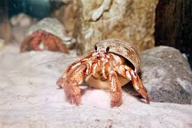 Free for commercial use no attribution required high quality images. Hermit Crab Crustacean Britannica