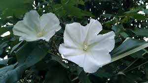 Image result for Ipomoea violacea
