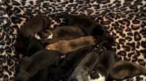 Learn more how you can join our lifesaving mission by adopting, fostering,volunteering or donating. Eleven Puppies Found In Dumpster Near Central El Paso Park Kfox