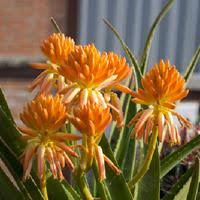 Image result for Aloidendron tongaense