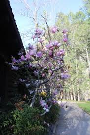 Check spelling or type a new query. Flowers Everywhere In The Spring Picture Of Garlands Oak Creek Lodge Sedona Tripadvisor