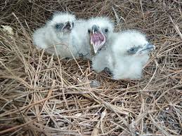 How long will an eagle sit on a dead egg? Bald Eagle Nesting Pair Survives Tornado Like Storms Egg Hatches American Eagle Foundation