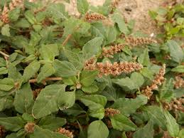 Image result for Amaranthus deflexus