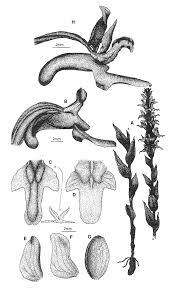 Image result for Brachycorythis tenuior