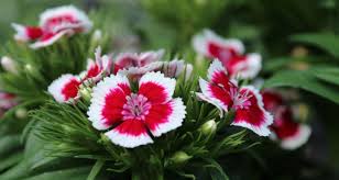 Image result for Dianthus