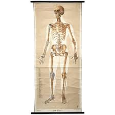 The body's shape is determined by a strong skeleton made of bone and cartilage, surrounded by fat, muscle, connective tissue, organs, and other structures. Vintage Anatomical Human Front Skeleton Structure Chart 1961 Germany For Sale At 1stdibs
