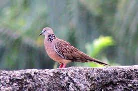 Menjual terkukur dengan baka terbaik. Gs Aquarela Terkukur Walpeper File Seekor Burung Tekukur Jpg Wikimedia Commons Various Types Of Wallpaper Are Supported Including 3d And 2d Animations Websites Videos And Even Certain