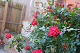 The chinese use the flowers as a qi or energy stimulant and blood tonic to relieve stagnant liver energies. 15 Varieties Of Roses To Consider For Your Garden