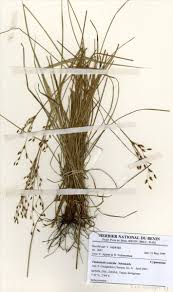 Image result for Hypolytrum goetghebeur