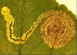 Image result for Stigmella prunetorum