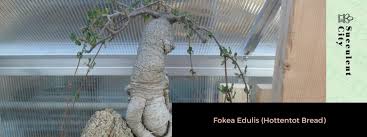 Image result for Fockea angustifolia