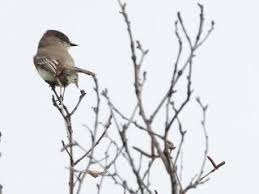 Bird Travel Photos Birding Sites Bird Information Eastern Phoebe Private Home Colborne Ontario 4 3 Bird Photography Nature Photography Bird Photo