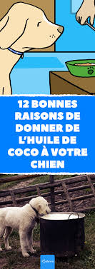 Voici 12 Raisons De Donner Une Cuillere A Cafe D Huile De Coco Par Jour A Votre Chien Huile Huiles Coco Sante Naturel Chien Jeu Chien Chien Puces Chien