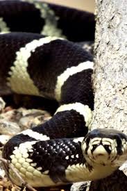 Black And White Snake Northern California Pin By Tembre Bain On Snakes Alive Snake Lovers California King Snake Beautiful Snakes