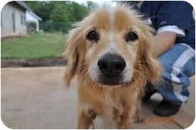 All of our dogs and puppies are kept in private foster homes around the triangle; Raleigh Nc Golden Retriever Meet Benni A Pet For Adoption