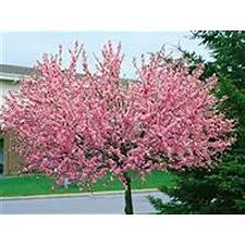 Maybe you would like to learn more about one of these? Almond Tree Prunus Triloba Pink Flower Height 180 190 Cm And Fertiliser Amazon De Garden