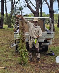 Image result for Rumex sagittatus