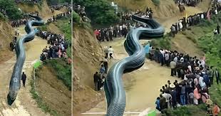 dragon에 대한 이미지 검색결과