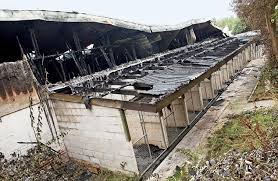 Sandy and Badger are the only Manchester Dogs' Home survivors