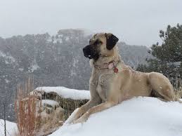 Anatolian Shepherd Dog 06 Kangal Dog Anatolian Shepherd Dog Livestock Guardian Dog