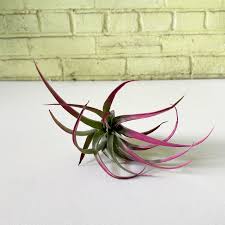 Image result for Buchnera capitata