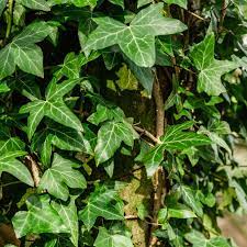 Order online today for fast doorstep delivery. 10 Perennial Vines For Shady Areas