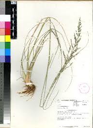 Image result for Eragrostis macrochlamys