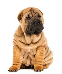 The 15 Quietest Dog Breeds 12 Chinese Shar Pei Confident And Quiet Are Words Often Used To Describe The Chin Shar Pei Puppies Shar Pei Dog Quiet Dog Breeds Emotional support dogs tend to be easygoing, trainable, and friendly. shar pei puppies