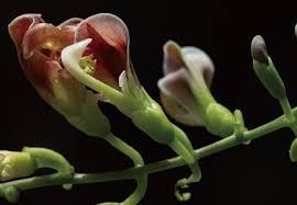 Image result for Fabaceae subfamily Papilionoideae