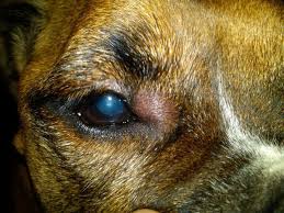 Bug Bite With Black And Blue Ring Around It Pin On Pet Safety