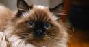 Fluffy Cat Breeds - Cat Breeds Encyclopedia