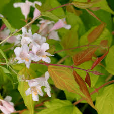 Image result for Kolkwitzia amabilis