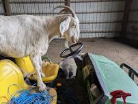 Lighthouse Sanctuary Work Party — Northwest VEG