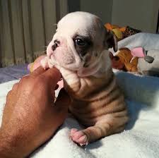 This Instagram Account Full Of Bulldog Puppies Will Revolutionize Your Life Cute Animals Baby Animals Bulldog Puppies