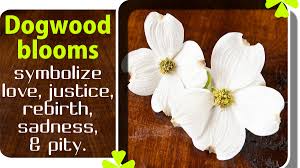 We rounded up the best floral tattoo designs from our favorite artists for you to consider. Fascinating Dogwood Flower Tattoo Designs And Their Meanings Thoughtful Tattoos