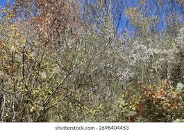 Image result for Salicaceae