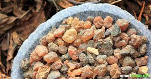 Myrrhe Uraltes Heilmittel Zum Rauchern Fur Salben Und Als Tinktur Hunde Futter Rauchern Richtig Rauchern