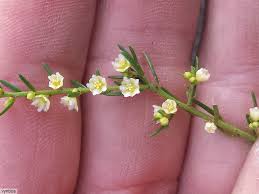 Image result for Clutia hirsuta