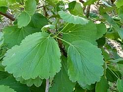 Image result for Greyia