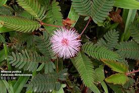 Image result for Fabaceae subfamily Mimosoideae