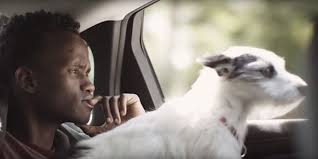 Sweet Slice-of-Life 'A Stray' Pairs Up a Pup and a Somali Refugee