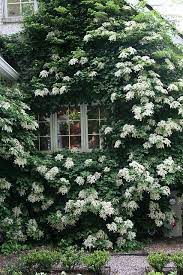 Climbing Hydrangea Climbing Hydrangea Dream Garden Cottage Garden