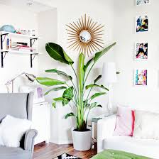 Plants Melodrama The bird of paradise plant, or strelitzia, is a large and gorgeous foliage plant that looks just as majestic indoors in a pot, as it does outside in the garden. plants melodrama