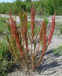 Image result for Suaeda merxmuelleri