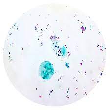 Initially you will see very tiny dots. Prepared Slides Mixed Protozoa Each American Scientific