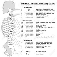 Cross section of human bone diagram 12 photos of the cross section of human bone diagram cross section diagram of human bone, bone, cross section diagram of human bone. Spine Column Reflexology Chart Vertebral Column With Names And Royalty Free Cliparts Vectors And Stock Illustration Image 102408925